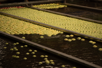 Jabłka Golden Delicious “Zero Pozostałości” - 12kg